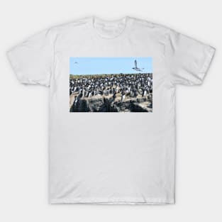 Guillemot flyby on the Farne Islands, Northumberland T-Shirt